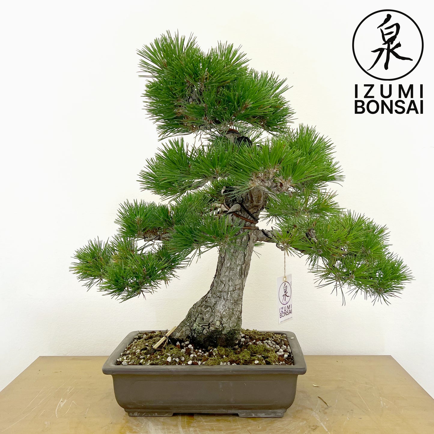 Japanese Black Pine