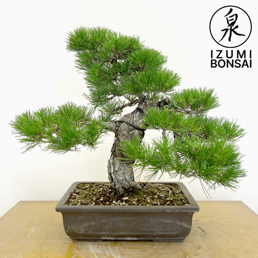 Japanese Black Pine