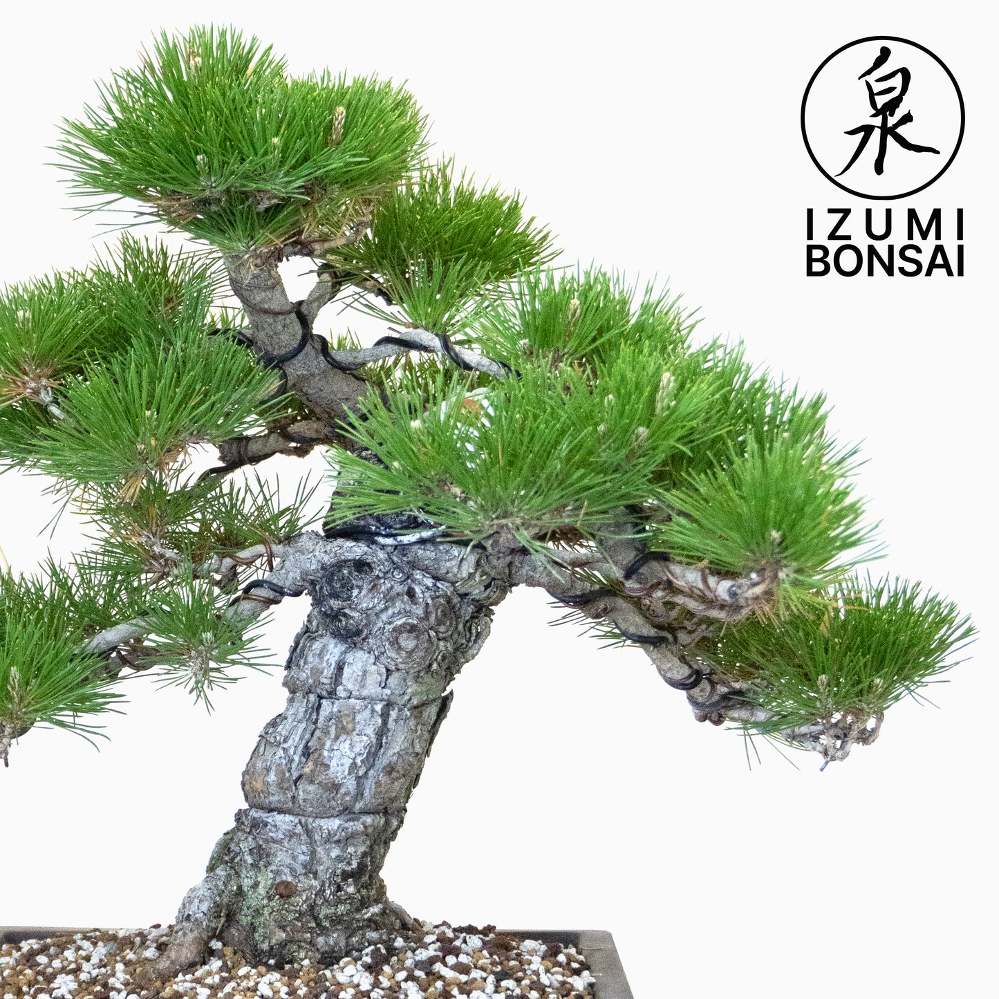 Japanese Black Pine