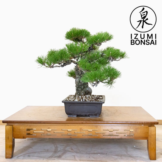 Japanese Black Pine