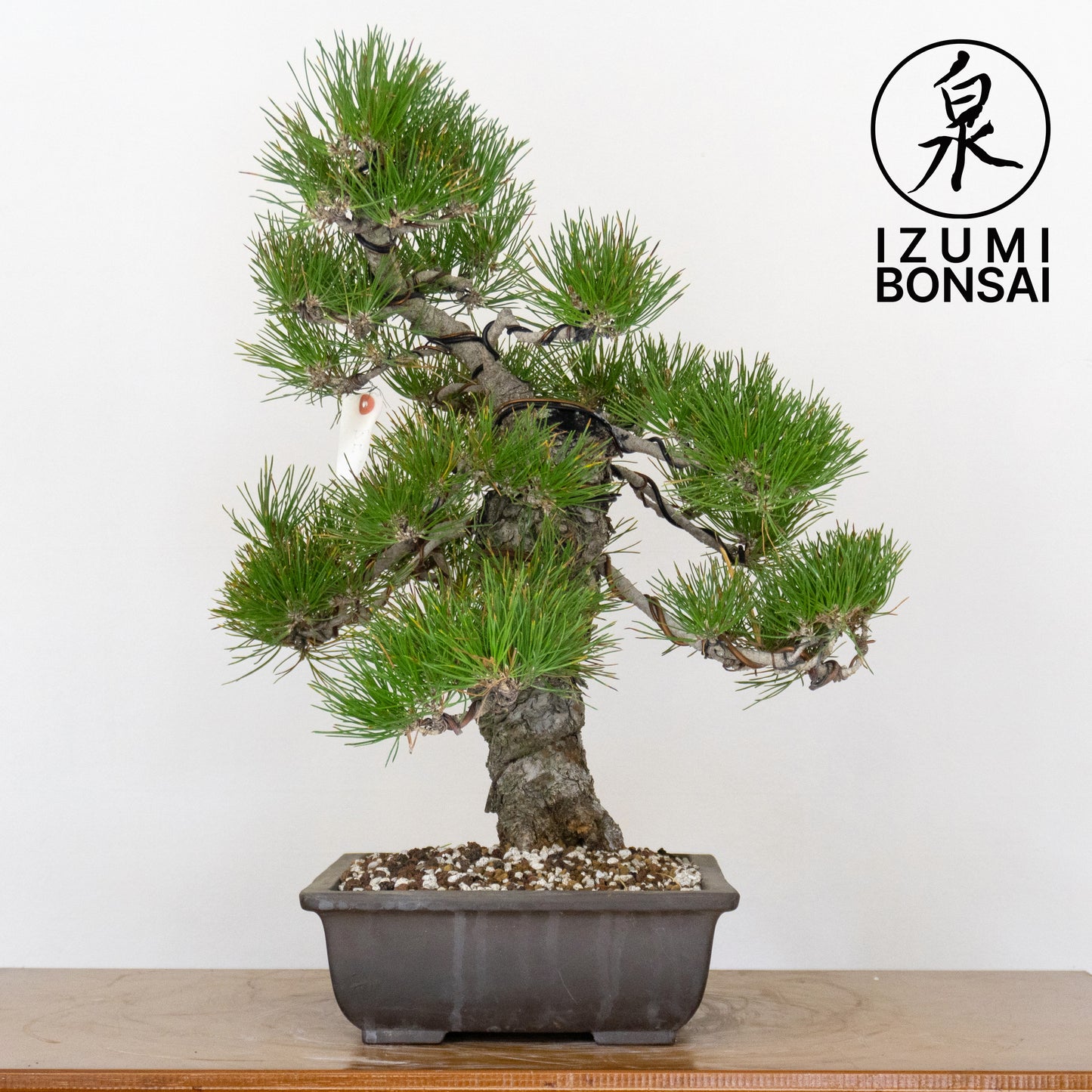 Japanese Black Pine