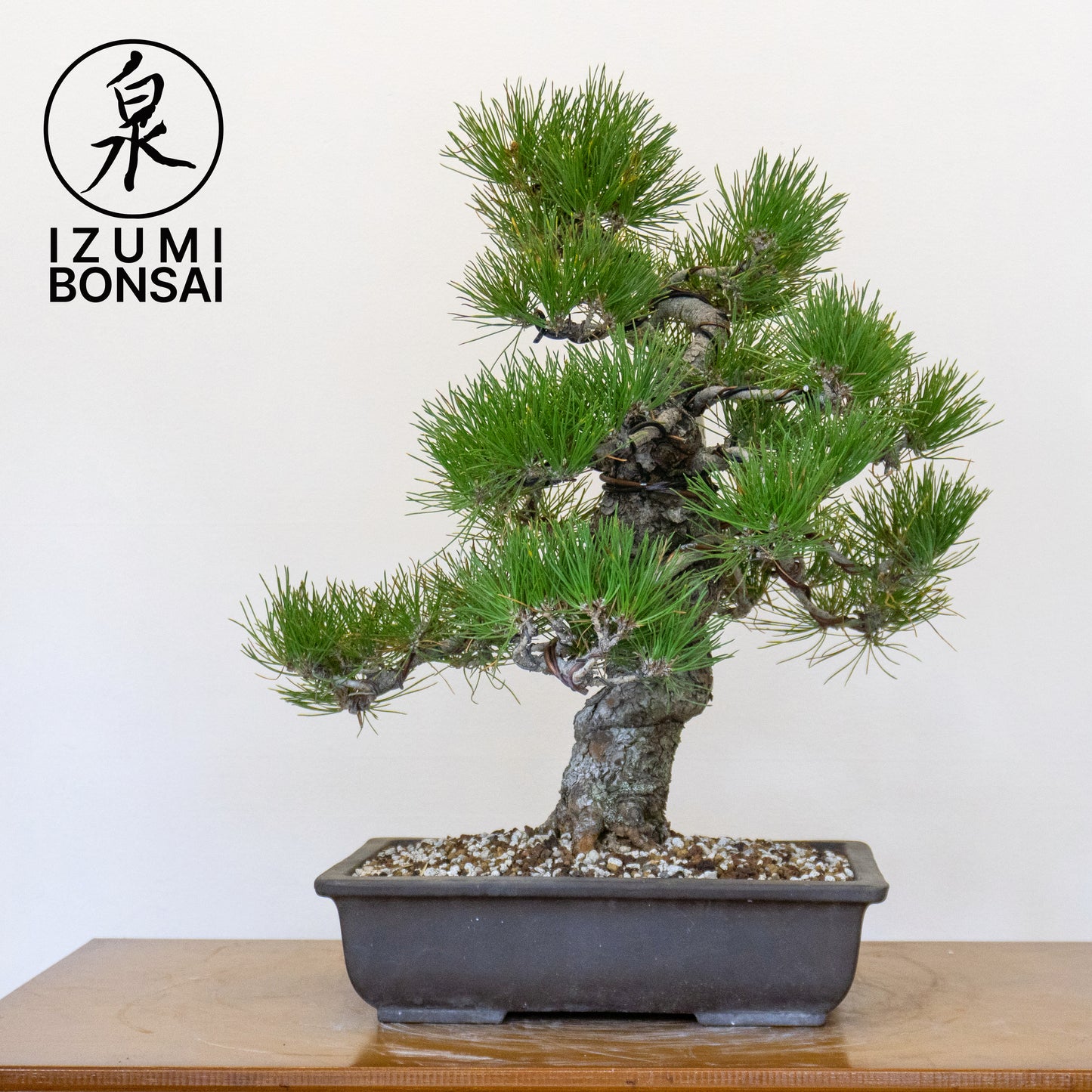 Japanese Black Pine