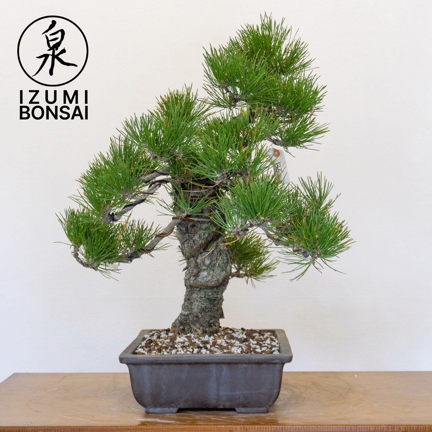 Japanese Black Pine