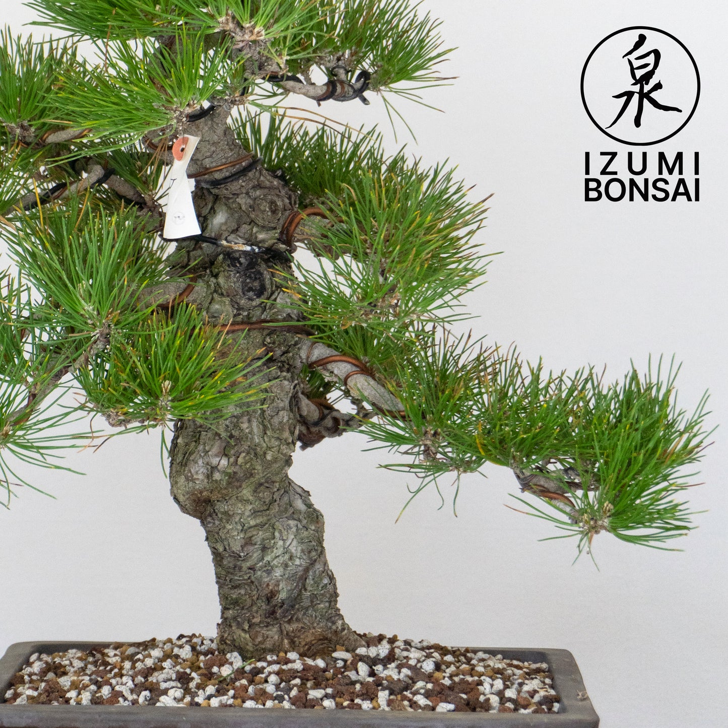 Japanese Black Pine