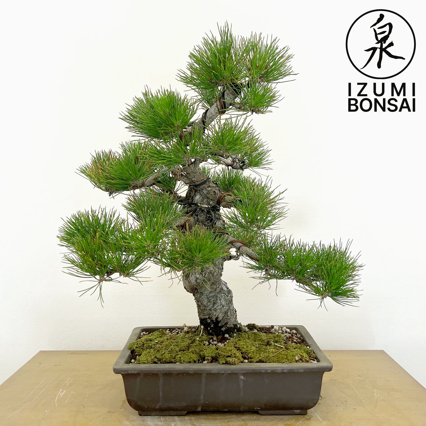 Japanese Black Pine