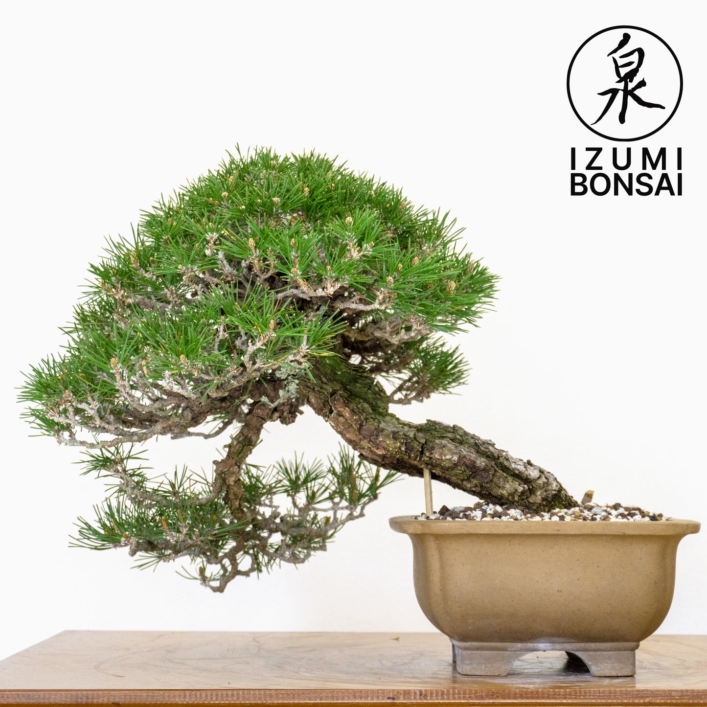 Japanese Black Pine