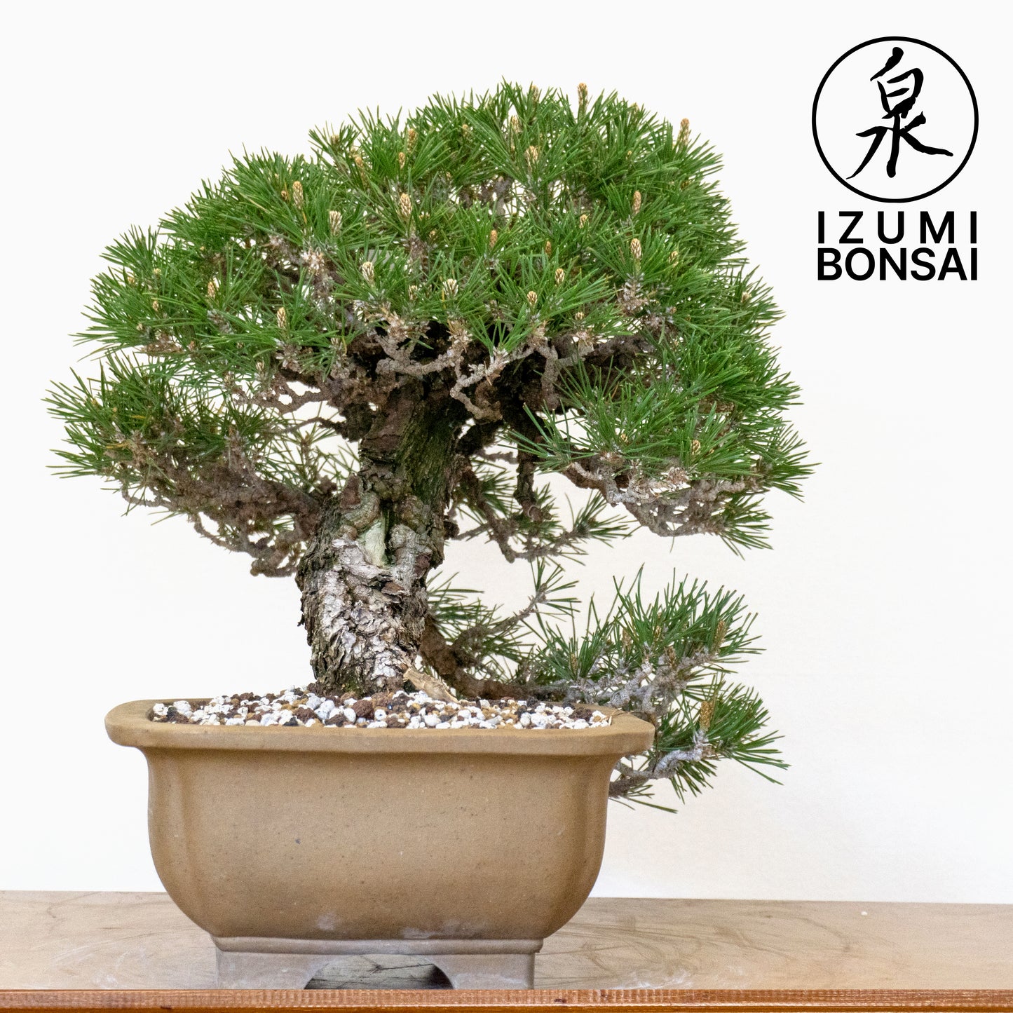 Japanese Black Pine