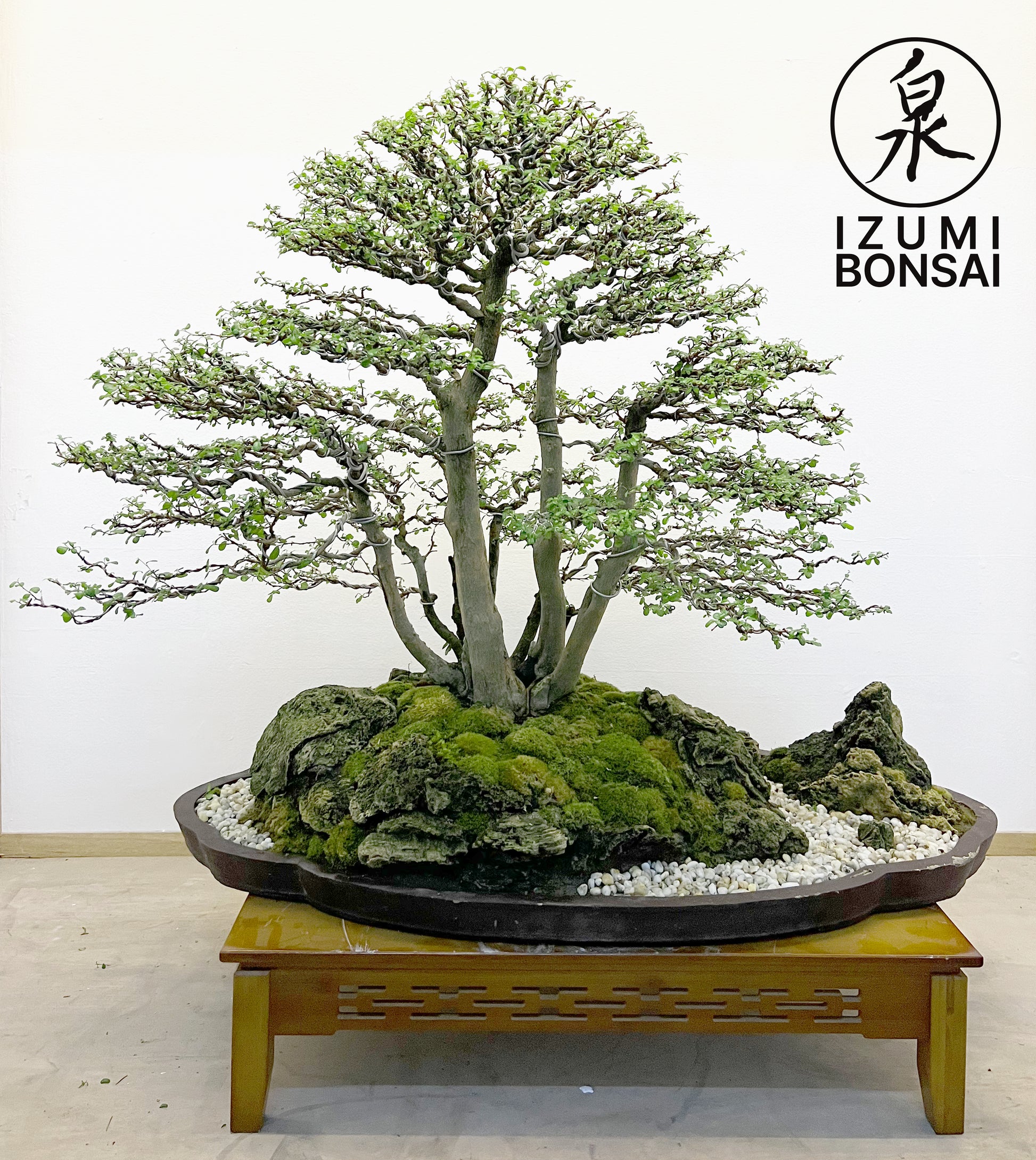 jasmine tree bonsai Orange Jasmine