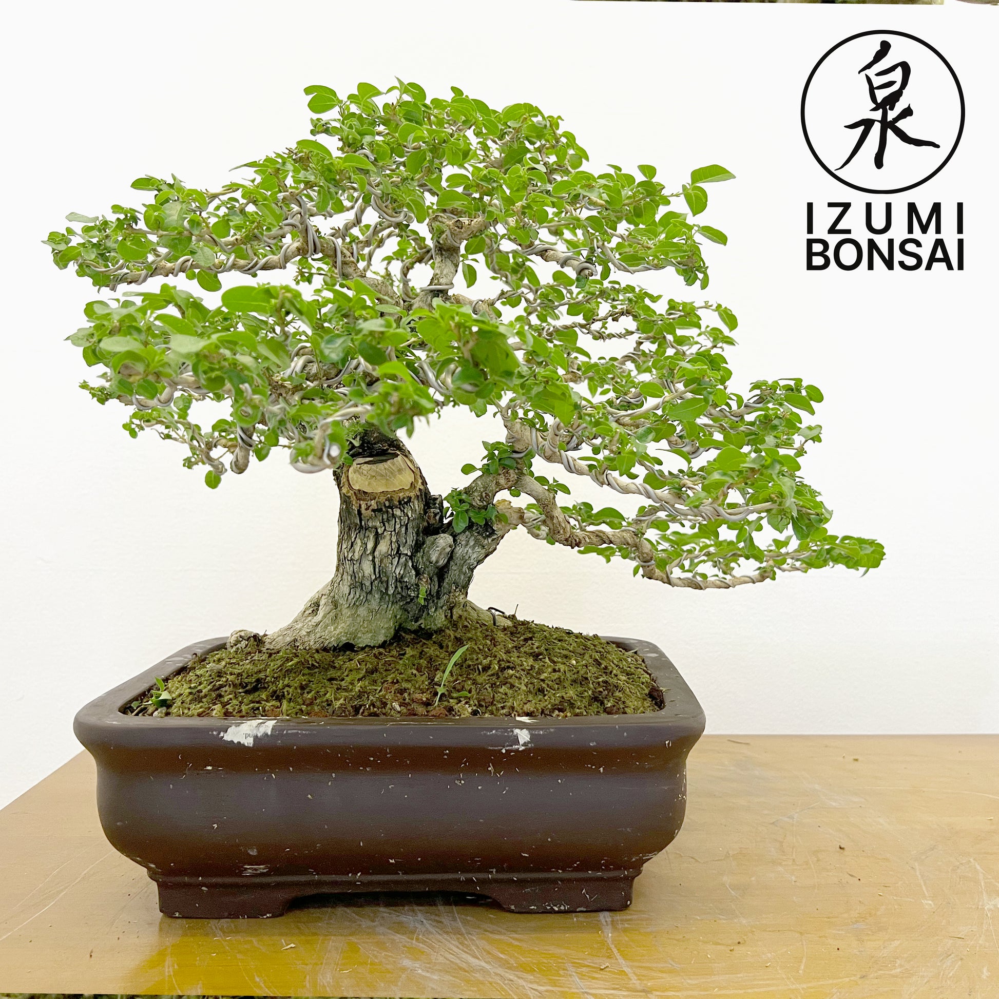 tugas bonsai tree Tugas